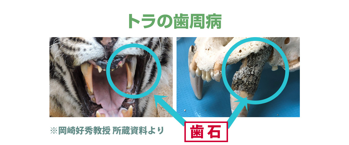 トラの歯周病